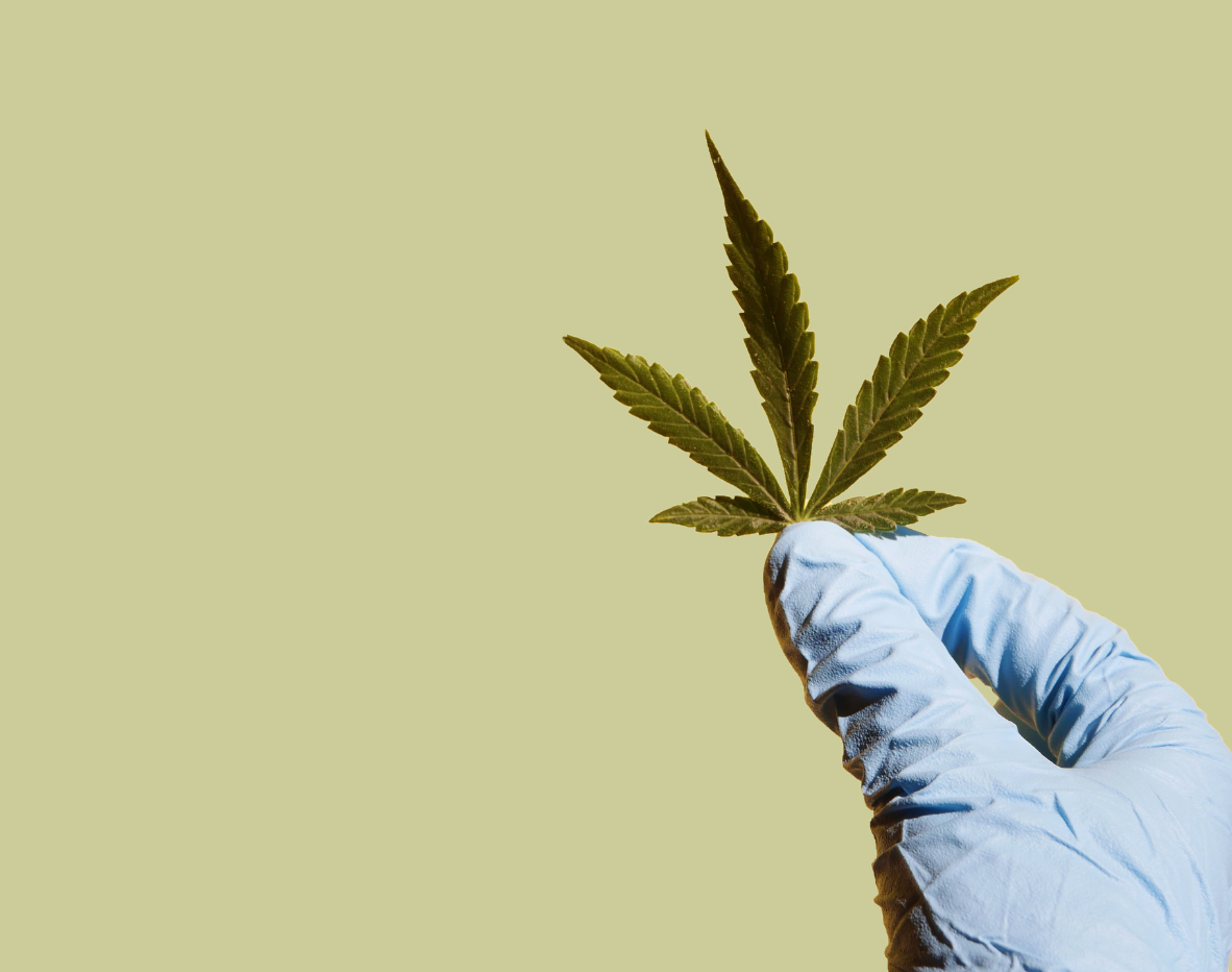 Blog banner for Understanding CBD vs. THC guide